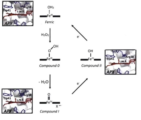 Figure  1-1:  The  mechanism  of  Class  I  peroxidases,  model  structures  obtained  from  the Gumiero,  et al