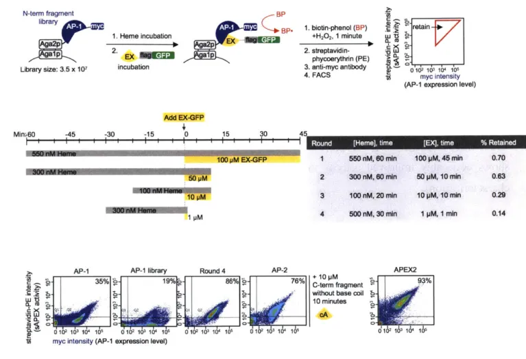 Figure 3-5.  Generation 2  yeast  display-based  directed evolution.  (A)  Experimental  setup