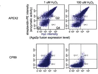 Figure  3-8.  Using  heme  biosynthesis  inhibitor,  succinyl  acetone,  to  reduce  CP89 peroxidase activity