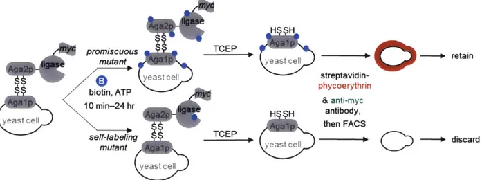 Figure 2-6.  Employing  TCEP treatment to de-enrich  self-labeling  mutants. Yeast are  labeled with  50  ptM  biotin  and  1  mM  ATP  for  10  - 24 hr