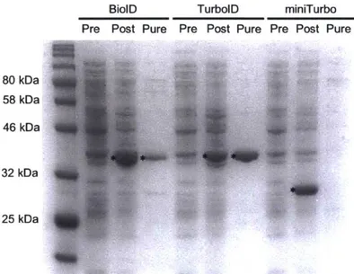 Figure 3-12.  miniTurbo cannot be  purified using  standard protocols  for BirA  purification.