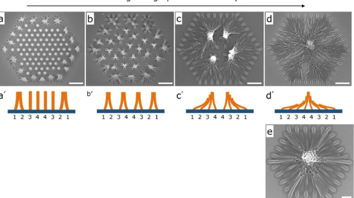 Figure 3. SEM images of large-element-number assemblies fabricated by capillary-force-induced nanocohesion