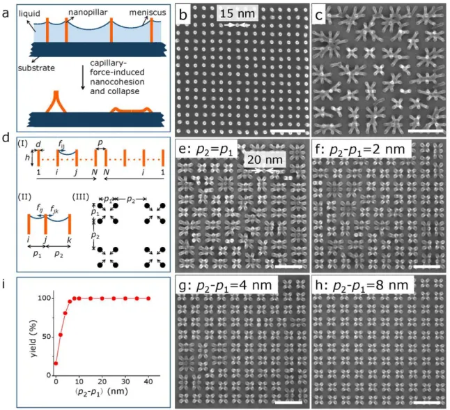 Figure 1. Schematics of controllable capillary-force-induced nanocohesion process. (a) Schematic of nanoassembly  by capillary-force-induced cohesion of high-aspect-ratio nanostructures in the drying process