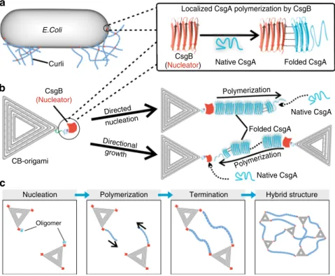 Fig. 1 Directional polymerization of CsgA with DNA origami molecular nucleators. a Schematic of curli biogenesis associated with Escherichia coli bio ﬁ lm formation