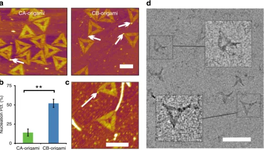 Fig. 2 Probing the nucleation roles of CsgB in CsgA polymerization with CB-origami. a AFM height image of the formed oligomers (3.2 ± 0.3 nm in height) at the vertex of CA-origami and CB-origami, respectively (with 1.0 μ M CsgA monomers)