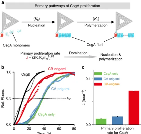 Fig. 3 Kinetic analysis of CsgA polymerization with and without CB-origami. a Schematic showing the primary pathways of CsgA polymerization in the presence of CB-origami and associated rate constants for the nucleation ( K n ), elongation ( K + ), and comb