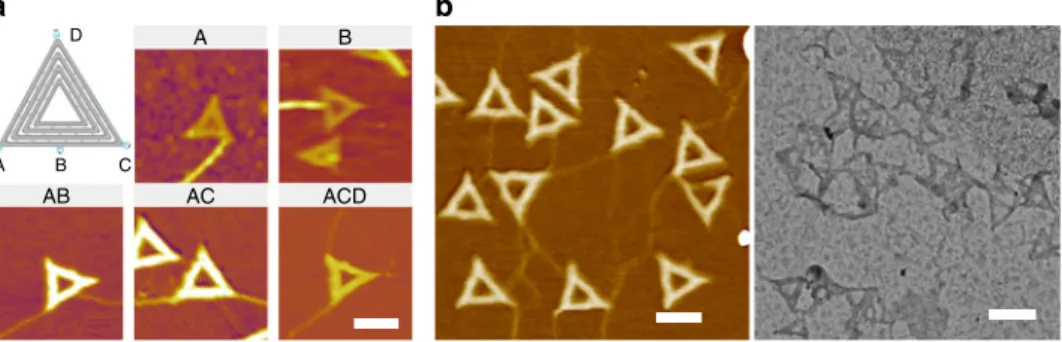 Fig. 6 Nucleation-directed polymerization of CsgA with designer CB-origami. The assembled structures shown in AFM height and TEM images correspond to the schematics representative of the CB-origami structures applied