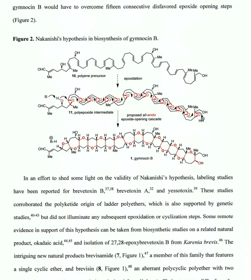 Figure 2.  Nakanishi's hypothesis  in biosynthesis  of gymnocin  B.