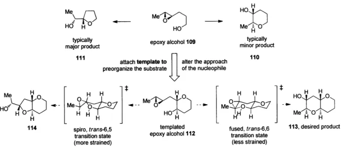 Figure 4.  Design of the templated  substrates for endo-selective  epoxide  opening.