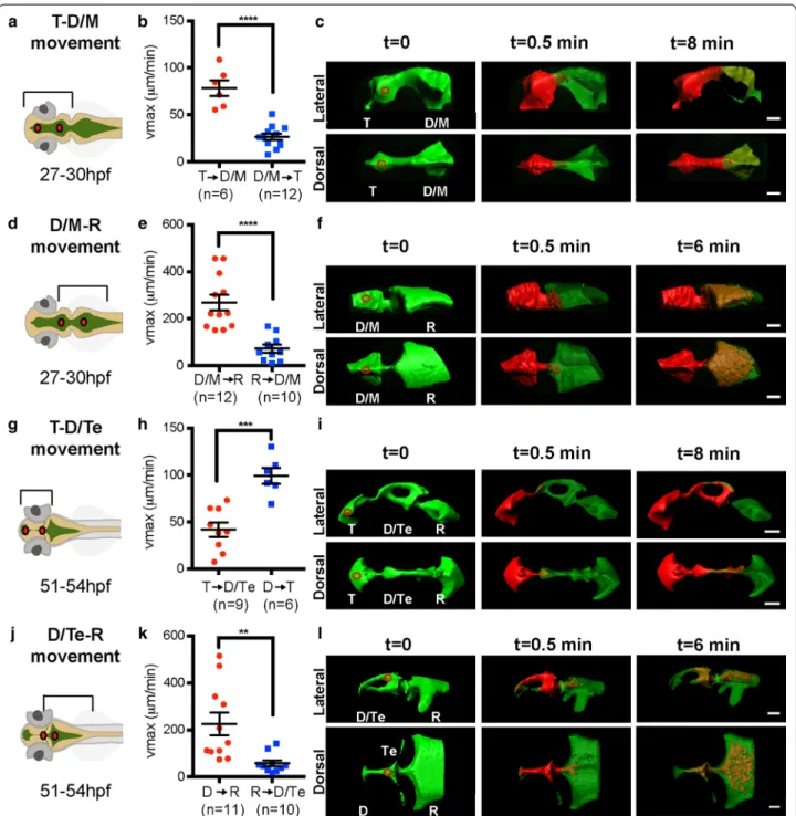 Fig. 3  Bulk movement of CSF at early and late larval stages. a, d, g, j Schematics of brain ventricular regions analyzed