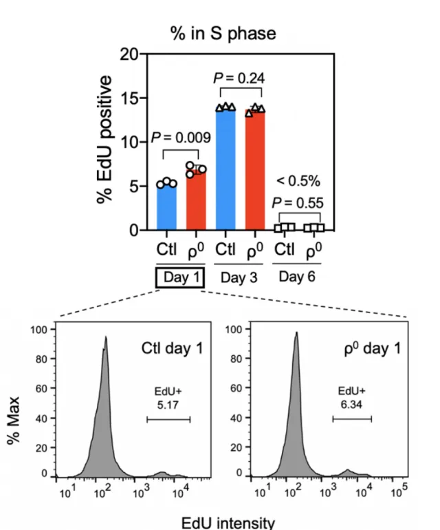 Figure 7: ETC complex disassembly and ethidium bromide do not influence entry  to or exist from S phase during macrophage differentiation from bone marrow cells