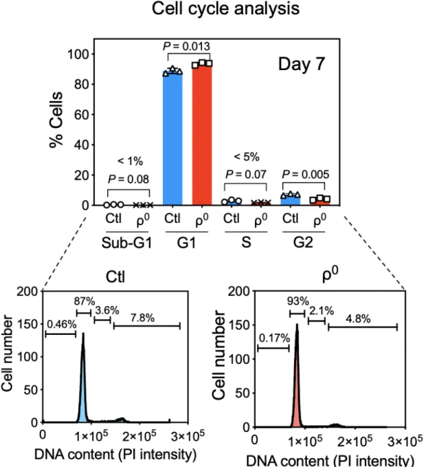 Figure 8: ETC complex disassembly and ethidium bromide do not influence cell  cycle  status  during  macrophage  differentiation  from  bone  marrow  cells