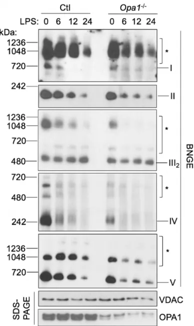 Figure 14: OPA1 knockout results in partial ETC complex disassembly.  Wild-type  and  Opa1 -/-   macrophages  were  treated  for  0,  6,  12,  or  24  hours  with  LPS  and  mitochondrial  fractions  were  isolated