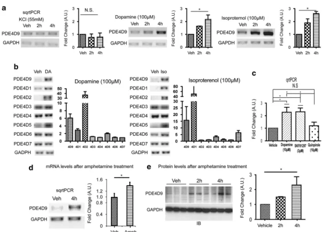 Figure 3. G s -coupled G-protein coupled receptor signaling leads to increases in PDE4D9 levels