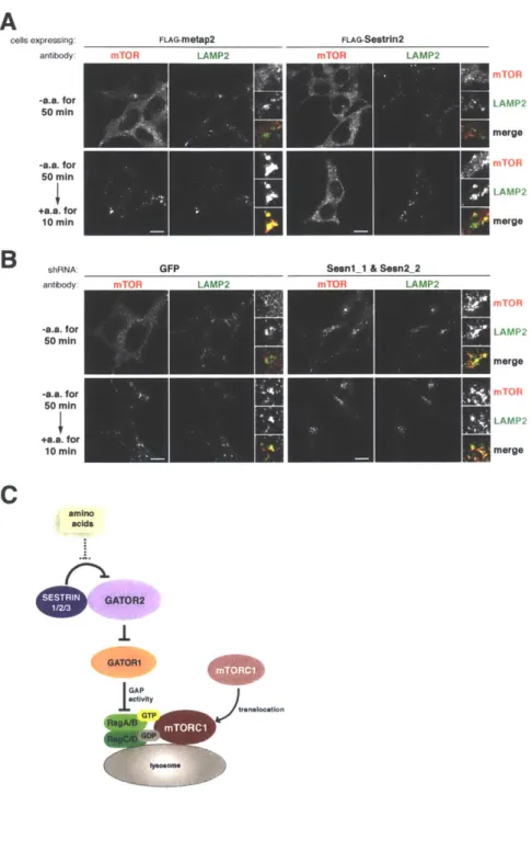 Figure 4 FLAG-metap2 rcip  LAMP2 GFPAcells expressing:antibody:-a.a. for50  min-a.a. for50  min+a.a