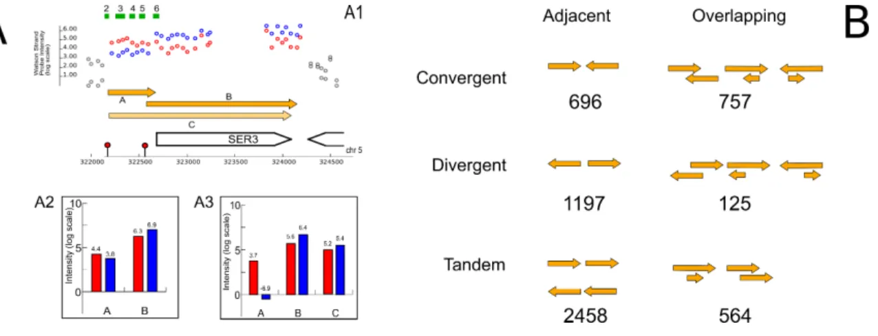 Fig. 3. A Re-construction of transcript intensities at the SER3/SRG1 locus. A1. Probes which are included in either the SER3 or SRG1 region and are included in this analysis are displayed in either red (S288C) or blue (Σ1278b).
