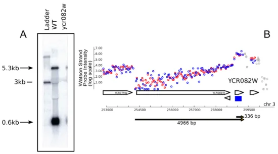 Fig. 4. Northern analysis was performed at YCR082W to test for the presence of multiple overlapping transcripts.
