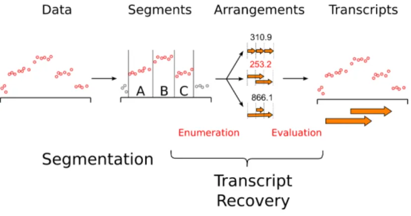 Fig. 1. Workflow description for segmentation and transcript recovery phases of the STEREO algorithm