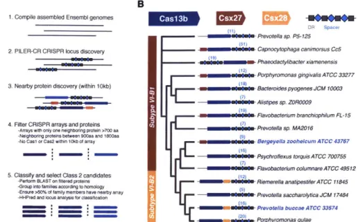 Figure 1: Discovery  of two  Class  2  CRISPR-Cas systems,  subtype VI-B1  and VI-B2,  containing Casl3b