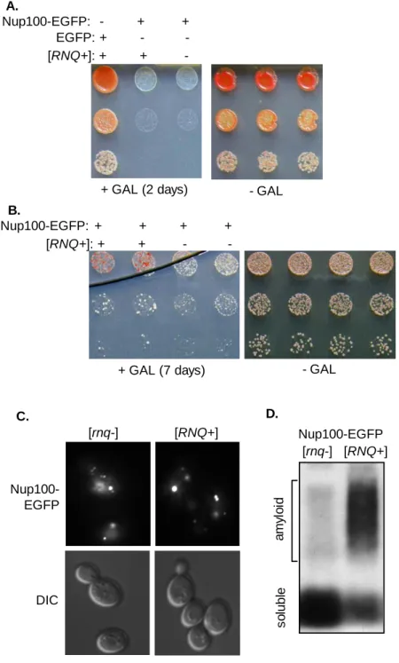 Figure 5-  Over-expressed Nup100 forms toxic non-amyloid conformers.  (A ) Yeast containing Nup100-EGFP  or EGFP on a high copy galactose-inducible plasmid were grown overnight in glucose media, washed, then  plated