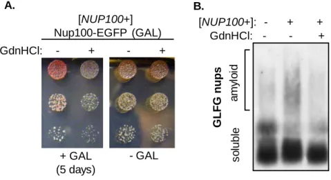Figure 6-  Nup100 forms a cytoprotective prion state.  (A)  A spontaneous suppressor of Nup100-EGFP toxicity  ([ NUP100+ ]) was passaged 6 times on glucose media with or without GdnHCl, and then retested for toxicity  by replating to galactose (+GAL) or gl