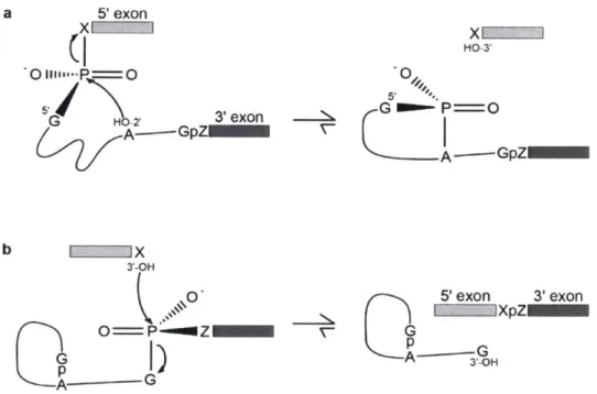 Figure  1.  Two-step  mechanism  of pre-mRNA  splicing.