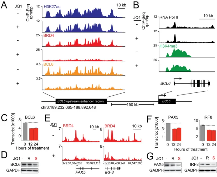Figure 6. BET inhibition modulates tissue-specifying TF expression by disrupting super- super-enhancers