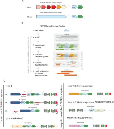 Figure 1. Prediction of candidate newly identified Class 2 CRISPR-Cas systems