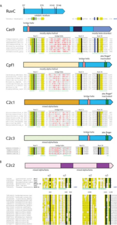Figure 2. Domain architectures and conserved motifs of the Class 2 effector proteins