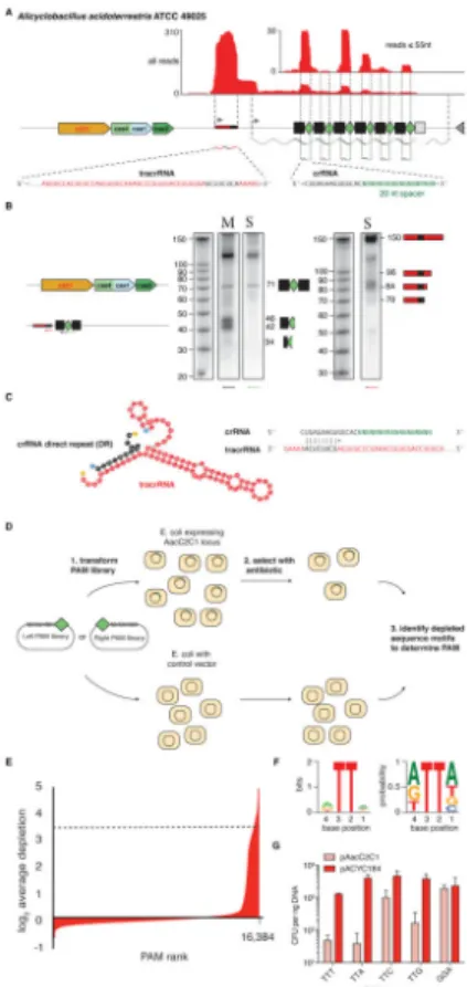 Figure 3. Functional validation of the Alicyclobacillus acideoterrestris C2c1 locus