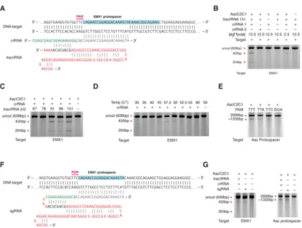 Figure 4. Characterization of the cleavage requirements of A. acideoterrestris C2c1 in a human  cell lysate