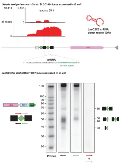 Figure 5. Expression and processing of C2c2 loci
