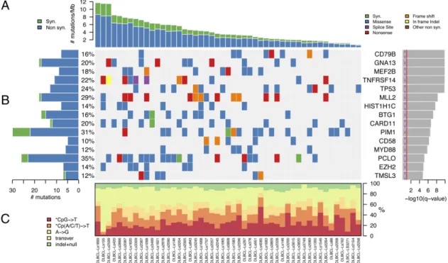 Fig. 1. Signi ﬁ cantly mutated genes in 49 patients with DLBCL. (A) The rate of synonymous and nonsynonymous mutations is displayed as mutations per megabase, with individual DLBCL samples ranked by total number of mutations