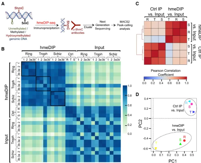 Figure 3. hmeDIP-seq performs robustly for the AT-rich Plasmodium falciparum genome. (A) Schematic representation of the hmeDIP-seq methodology used to measure 5hmC (or 5hmC-like) distribution in P