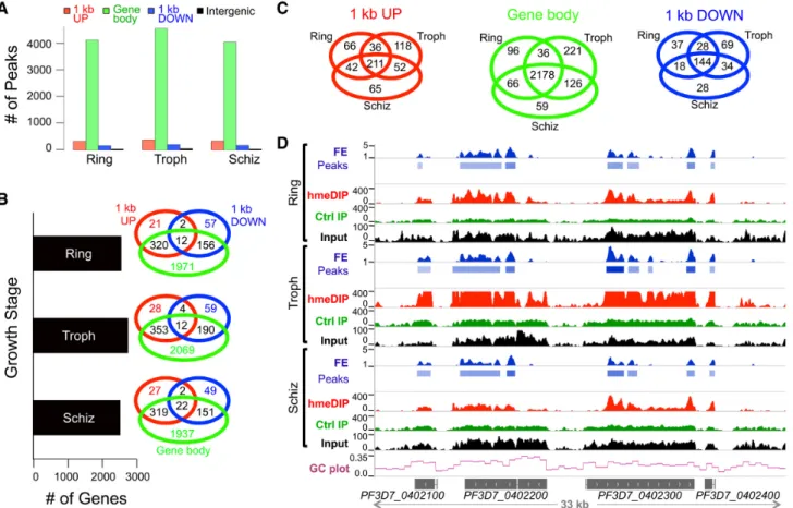 Figure 4. 5hmC-like bases occur predominantly in genic regions of the Plasmodium falciparum genome and are stably maintained during intra-erythrocytic development