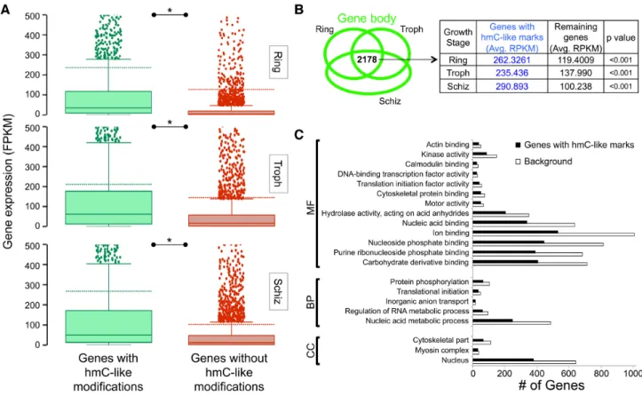 Figure 5. 5hmC-like distribution within gene bodies is positively correlated to mRNA levels