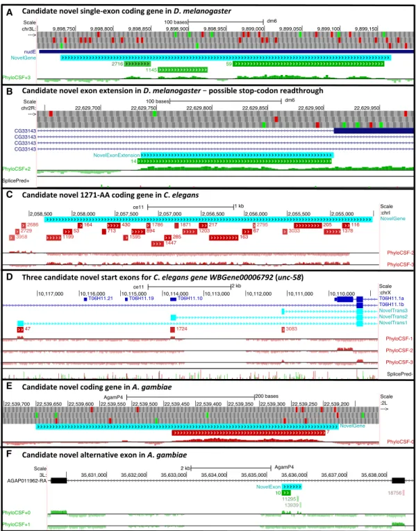 Figure 4. Potential novel CDSs in other species. Browser images show proposed novel CDSs (cyan) suggested by PCCRs (green/red for ± strand; rank next to region), smoothed PhyloCSF browser tracks, splice site predictions where useful (green donor, red accep