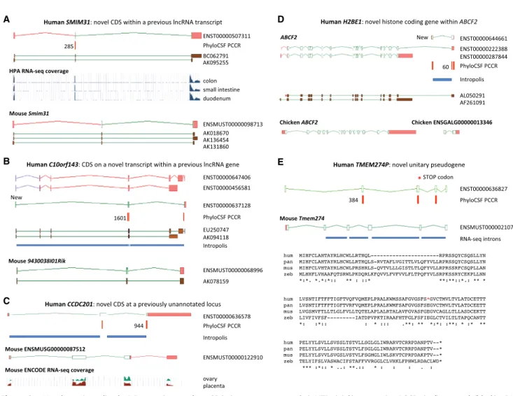 Figure 2. Novel protein-coding loci. Browser images show CDSs (open green rectangles), UTRs (pink), supporting PCCRs (red), top rank (black), cDNA evidence (brown), and RNA-seq – supported introns (blue rectangles)