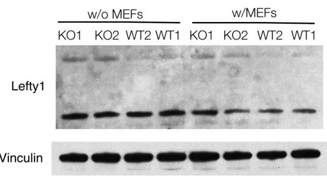 Figure 2B: Lefty protein expression in miR-290~295 cluster wild-type and  knockout ESCs 