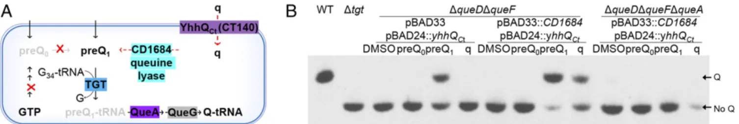 Fig. 6. CD1684 generates preQ 1 from queuine in vivo. (A) Scheme of Q metabolism in the E