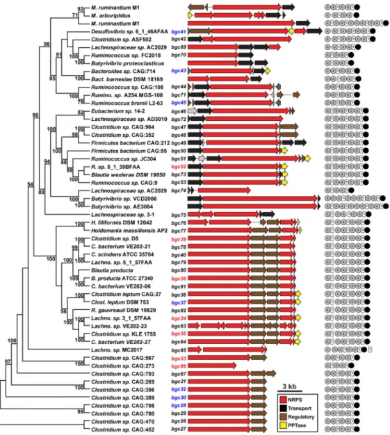 Figure 1. Phylogenetic analysis of a family of NRPS BGCs found exclusively in gut isolates Shown on the left is a phylogenetic tree (maximum parsimony, MEGA6) based on the large  NRPS gene of the 47 BGCs in the family
