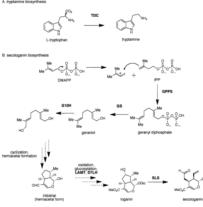 Figure 1.4 Biosynthesis  of tryptamine  (A)  and secologanin  (B),  precursors to monoterpene indole  alkaloids  in C