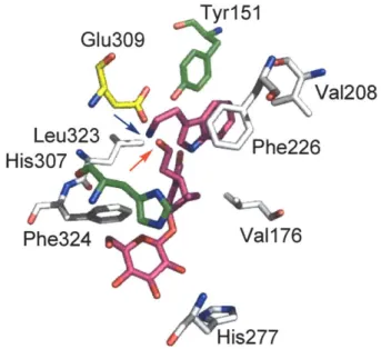 Figure 2.3  STR crystal  structure  highlighting  select amino acids  that comprise  the active site,  which binds tryptamine  and  secologanin