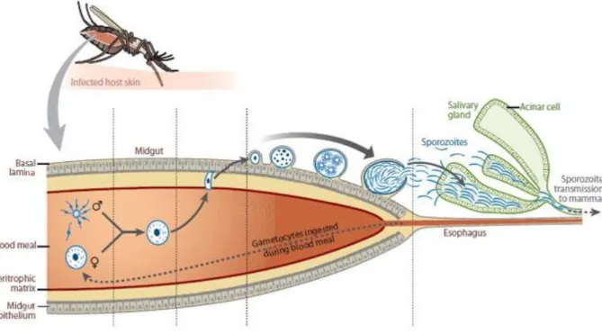 Figure 2: Life cycle of Plasmodium parasites within the mosquito vector. Modified from [68]