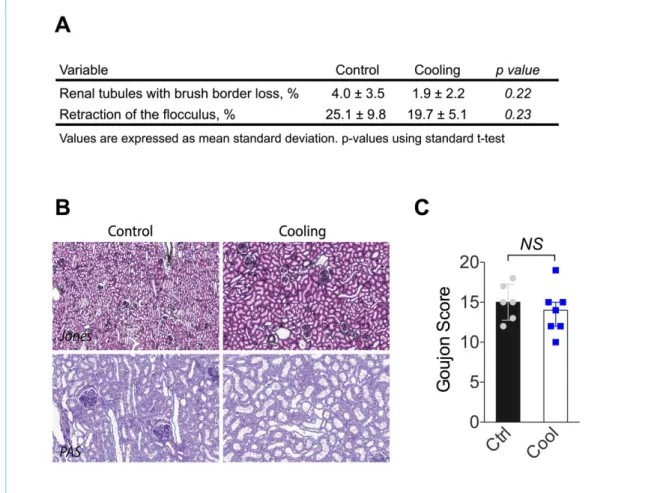 Figure 4: Histological analyses following kidney reperfusion. (A) Percentage of lumina of tubules with cellular debris, the percentage of brush border loss, tubular dilatation, and percentage of floculus retraction in Bowman's space