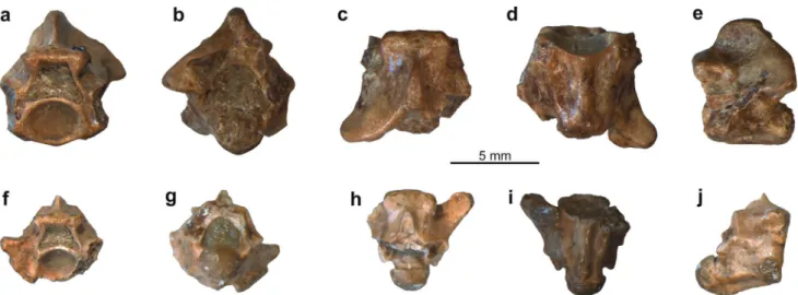 Fig. 11 3D models of a trunk vertebra (PIMUZ A/III 631) of a young individual of Palaeopython helveticus sp