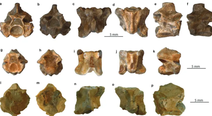 Fig. 12 Trunk vertebrae of Palaeopython cf. ﬁscheri: a–f posterior trunk vertebra (PIMUZ A/III 630) in anterior (a), posterior (b), dorsal (c), ventral (d), right lateral (e), and left lateral (f) views; g–k anterior trunk or anterior mid-trunk vertebra (P