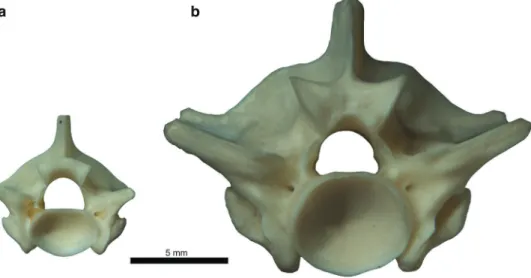 Fig. 16 Modiﬁcation of the zygosphene shape throughout ontogeny of ‘‘booid’’ snakes: