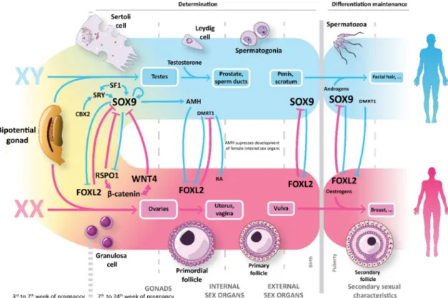 Figure 1. Human sex determination and differentiation: Gonadal somatic supporters, Sertoli cells and granulosa cells, play a central role in sexual development, orchestrating the differentiation of the other gonadal cells and secreting SOX9 and forkhead bo