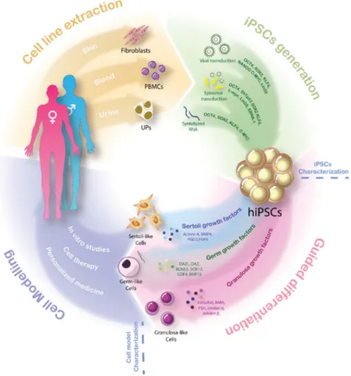 Figure 2. Cellular reprograming and guided differentiation of hiPSCs: The scheme represents the four stages of the iPSCs-derived gonadal cell model generation for DSD patients